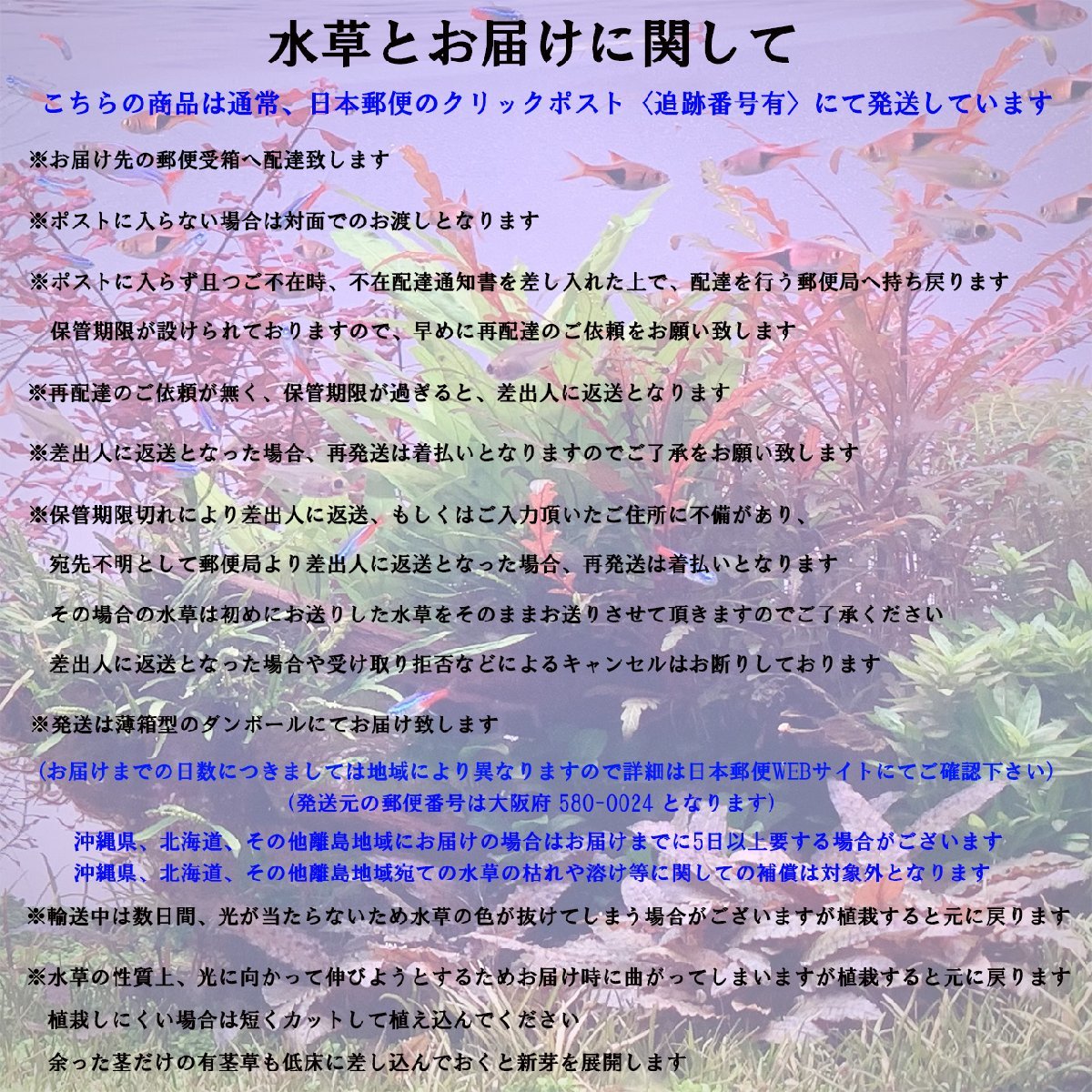 水草 水上葉 無農薬 ロタラ ロトンディフォリア 福建省 20本 水槽 アクアリウム ビオトープ ロタラロトンジフォリア_画像6