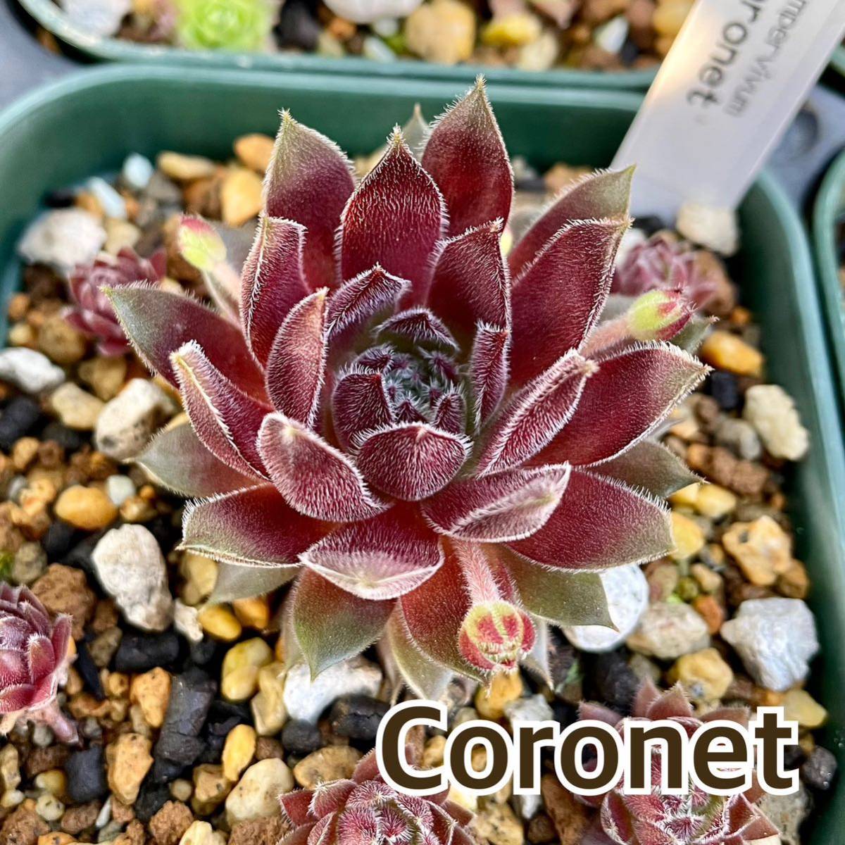 1.【Coronet】Sempervivum センペルビウム 多肉植物 _画像1