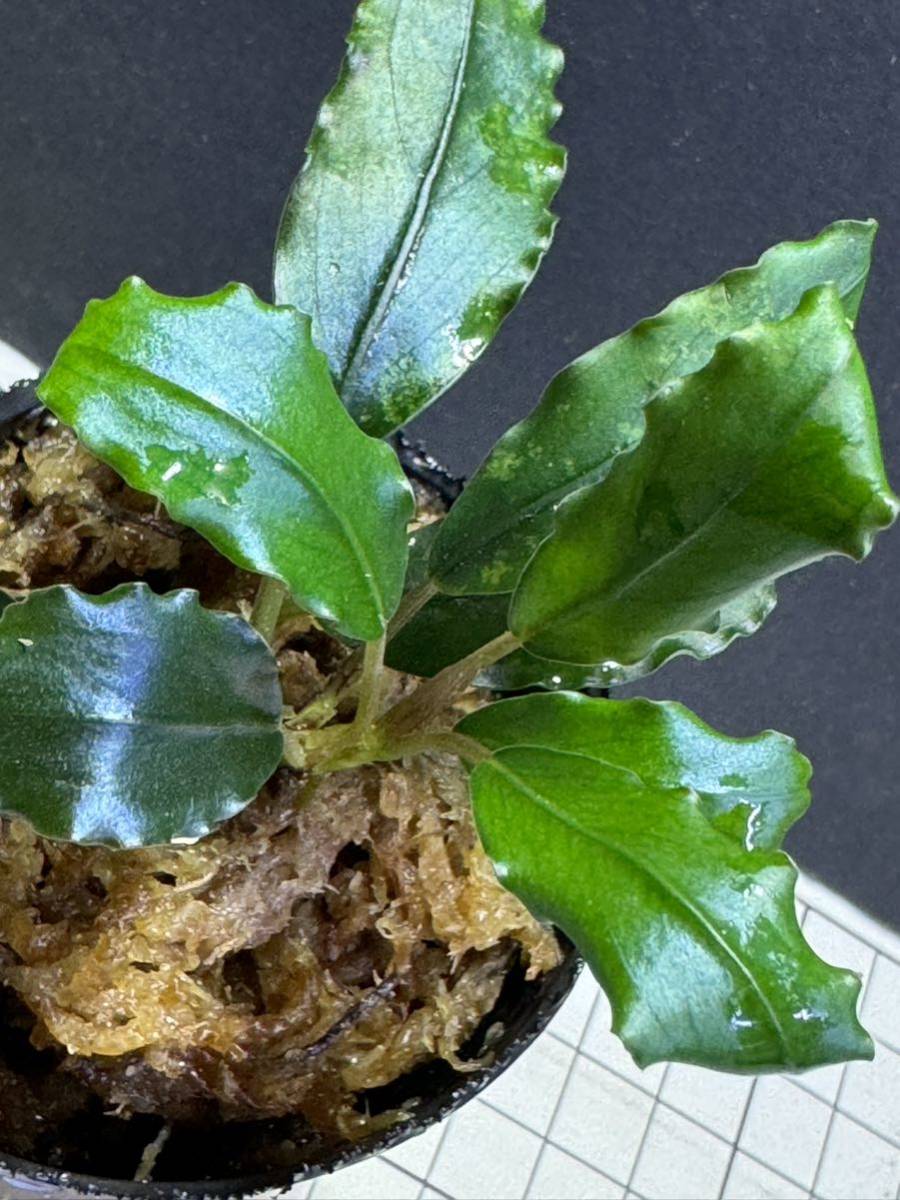 ☆ブセファランドラ sp. ダークアフリカ☆Bucephalandra sp ☆ブセファランドラ sp. ダークアフリカ☆Bucephalandra sp