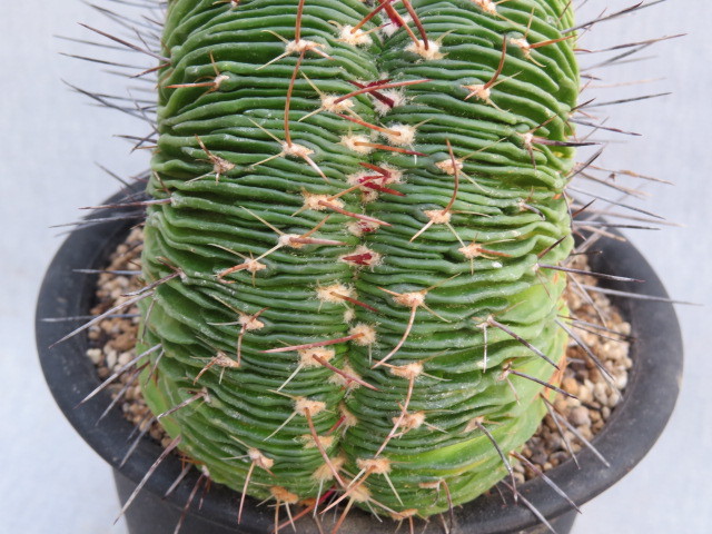 ◎9　槍穂玉綴化　サボテン多肉植物_画像5