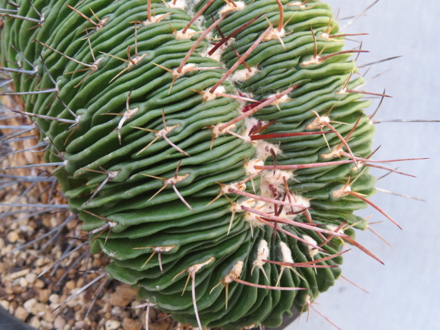 ◎9　槍穂玉綴化　サボテン多肉植物_画像7