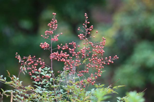 美品 Canon キャノン EF 200mm f2.8 L II USM Lens 2015983_画像10