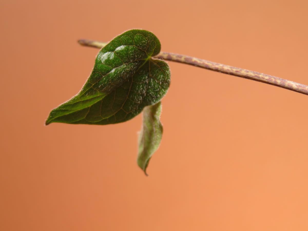 49 Ceropegia papillata セロペギア サボテン 多肉植物　塊根　コーデックス 塊茎_画像5