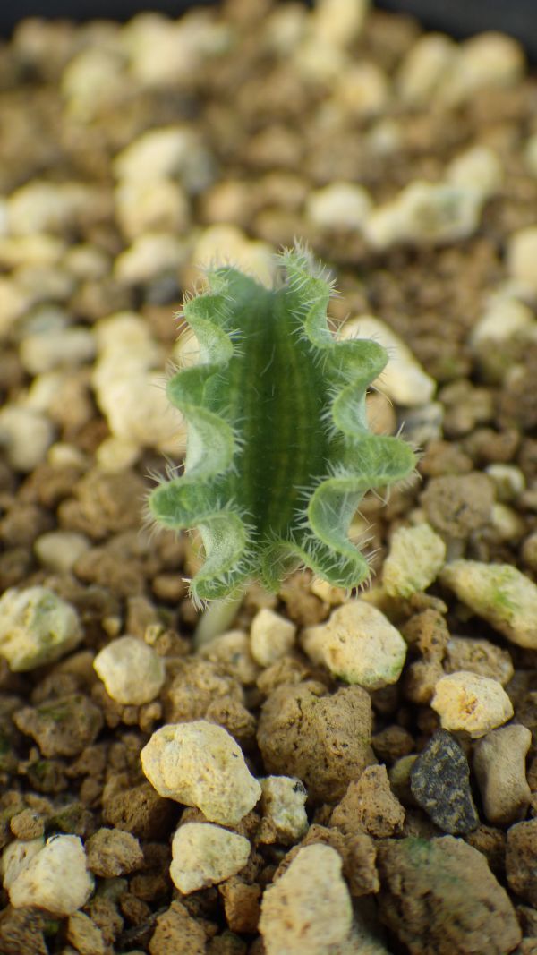 多肉植物　エリオスペルマム　波動霧氷玉　ケープバルブ　南ア　冬型球根多肉　希少種_画像6