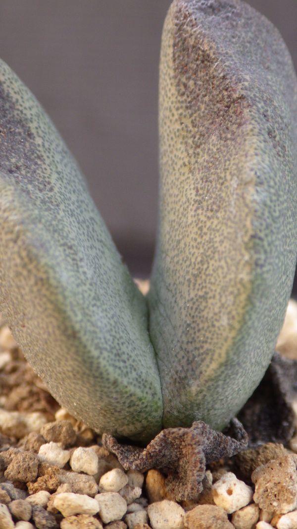 多肉植物　プレイオスピロス　青鸞　実生苗　メセン科　典型的な冬型_画像2