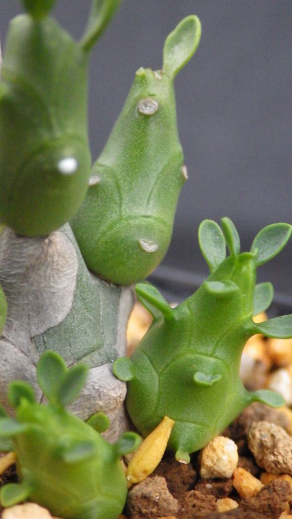 多肉植物　ユーフォルビア　鳥足キリン　なかなかレア_画像1