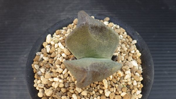 多肉植物　プレイオスピロス　青鸞　実生苗　メセン科　典型的な冬型_画像6
