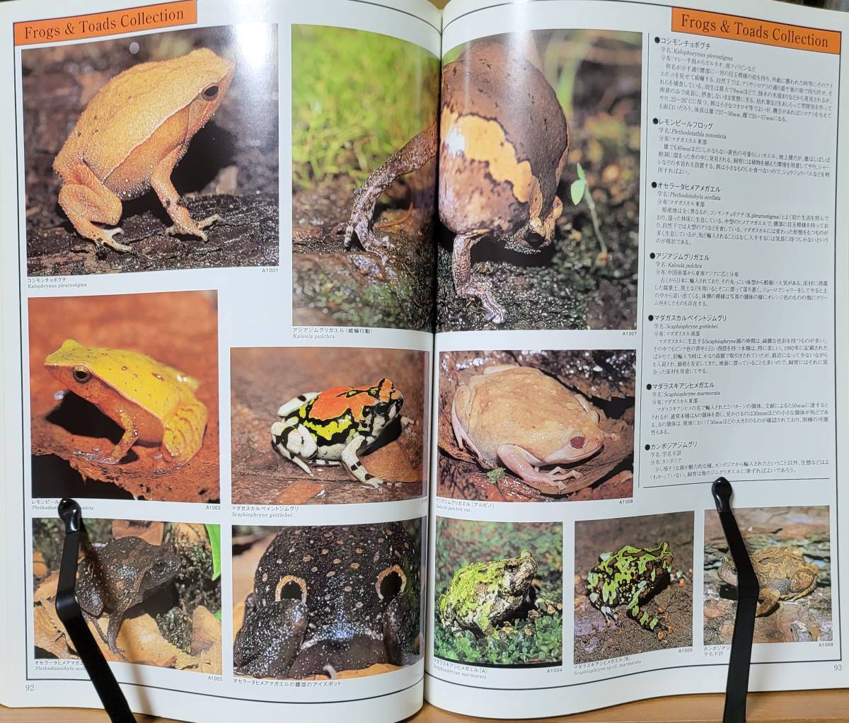 BIBLE Ⅳ reptiles * amphibia ba Eve ru aqua magazine pine slope .fea* window lizard snake turtle 