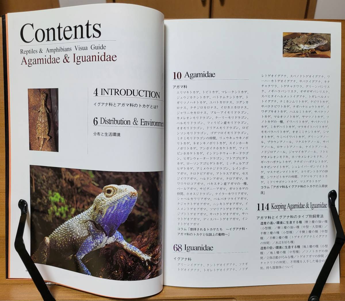 . insect * amphibia visual guide lizard ① 2004/8/1 sea . marsh hing Gou ( work ), river .. wide ( photograph ). writing . new light company 
