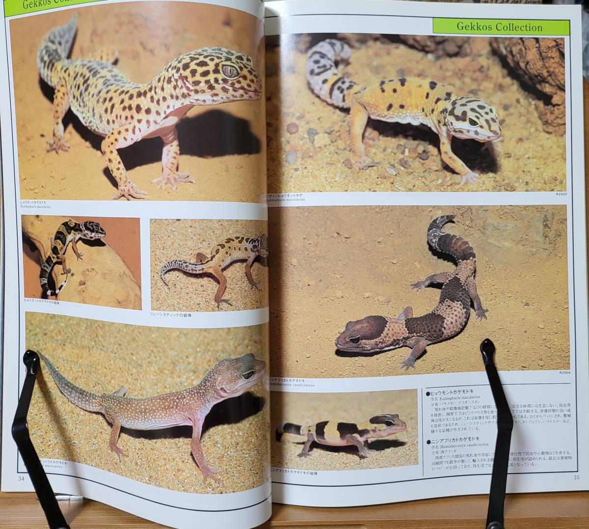 爬虫類・両生類バイブル BIBLE Bibian 比比昂- BIBLE Ⅳ 爬虫類・両生類バイブルアクアマガジン