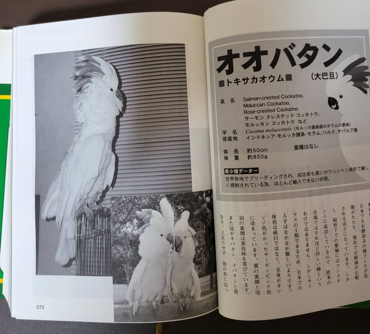  large parakeet. book@1999/10/1. see peace line ( work ) parakeet parrot 