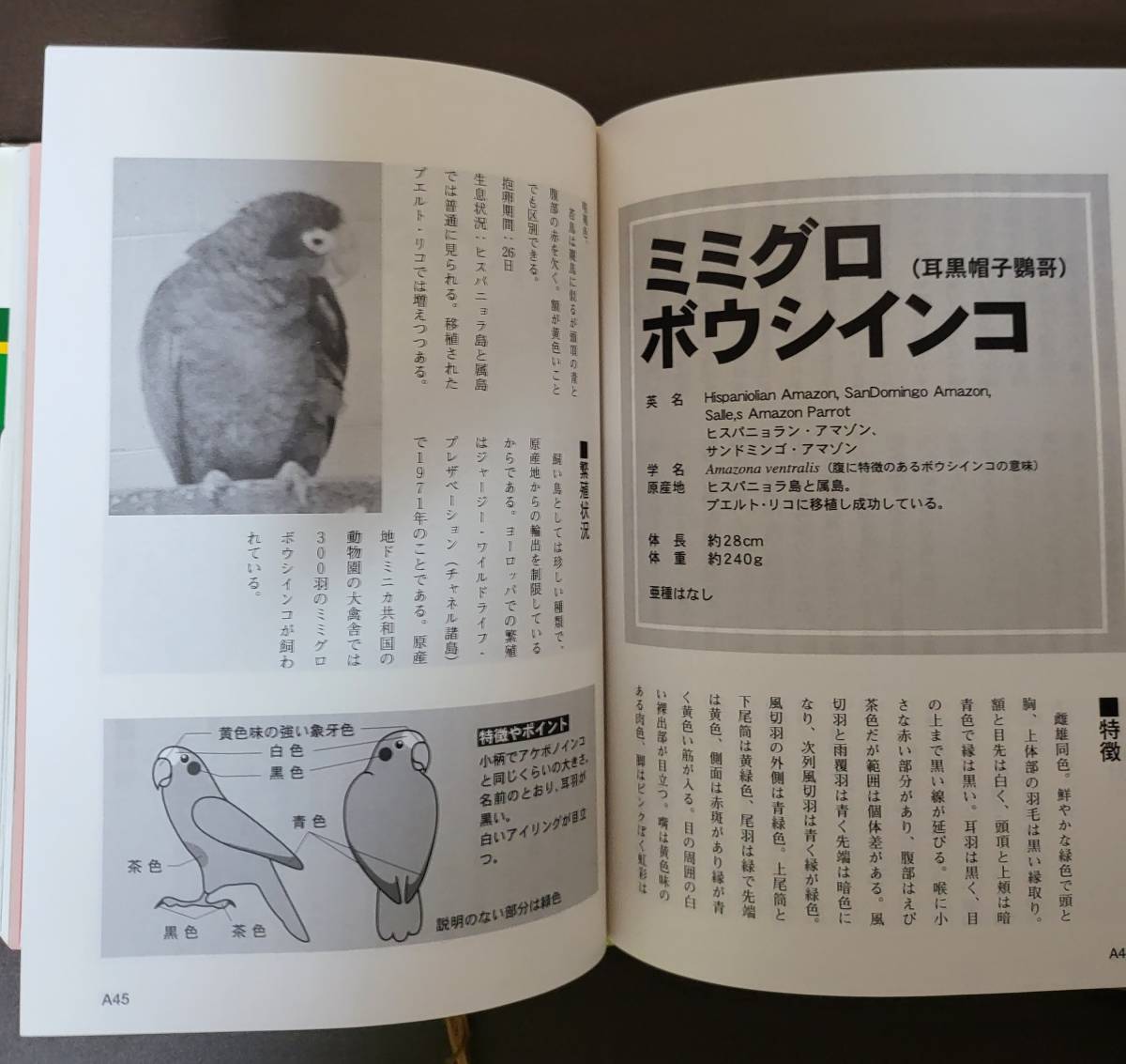  large parakeet. book@1999/10/1. see peace line ( work ) parakeet parrot 