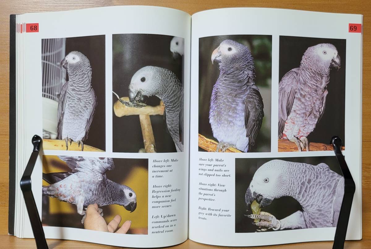 African Grey Parrots アフリカン・グレイ・パロット　ヨウムの飼育マニュアル　洋書　英語版_画像7