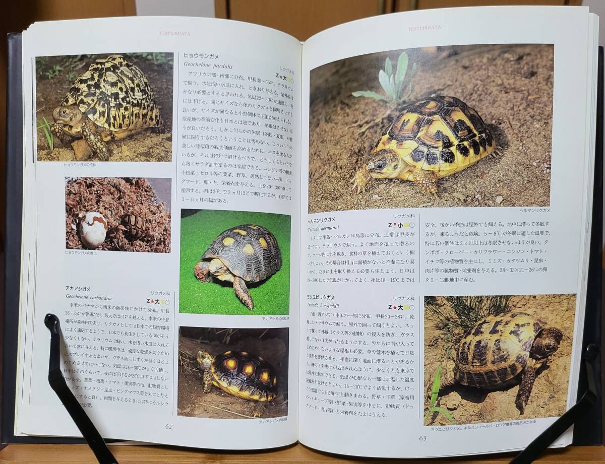 . insect amphibia breeding illustrated reference book - turtle * lizard * newt * frog. .. person 1991/5/1 thousand stone regular one ( work )