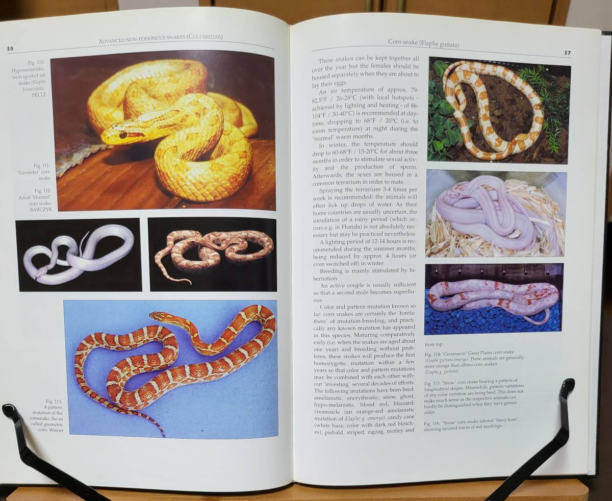 Albinos Color and pattern mutations of snakes and other reputiles アルビノ爬虫類の図鑑　Stefan Broghammer著　英語版_画像5