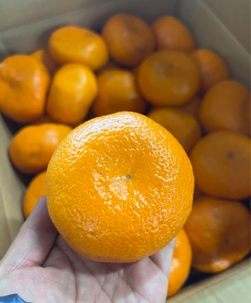 甘い 九州みかん 10kg 大きいサイズ|Yahoo!フリマ(旧PayPay 甘い 九州みかん 10kg 大きいサイズ|Yahoo!フリマ(旧PayPay