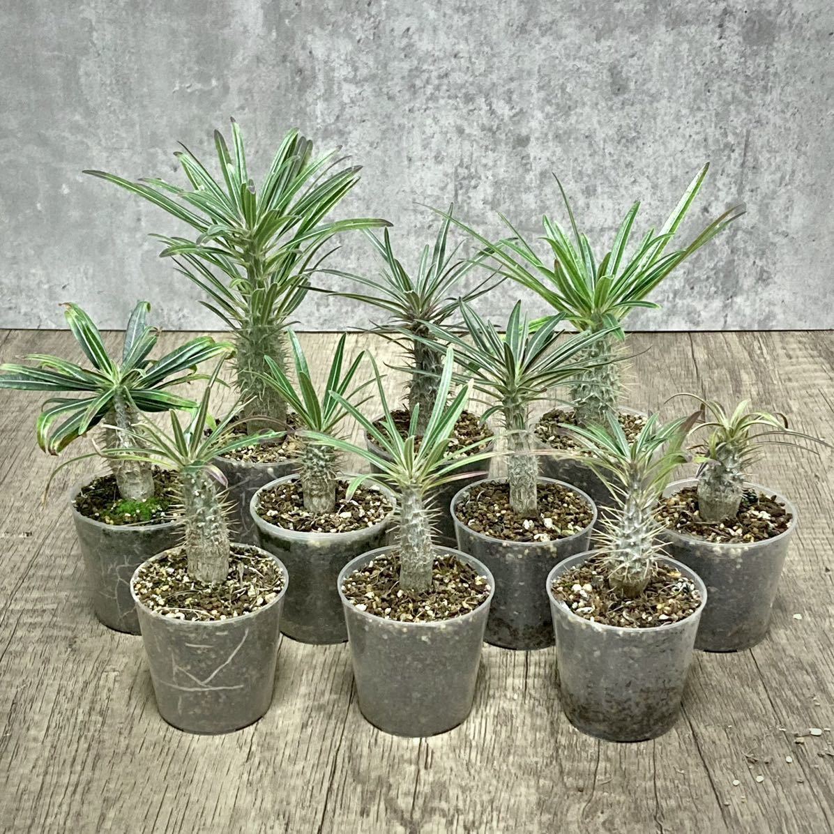 【2022年播種】パキポディウム・グラキリス ”象牙宮”⑳ 10株 (Pachypodium rosulatum var. gracilius) /塊根植物 コーデックス 多肉植物_画像2