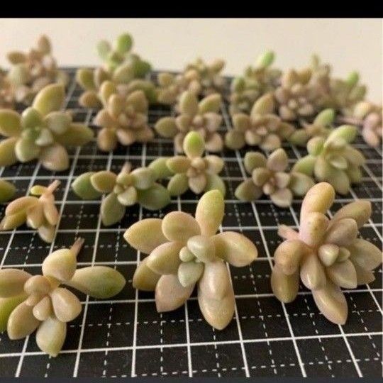 姫秋麗【約４０カット】多肉植物  カット苗