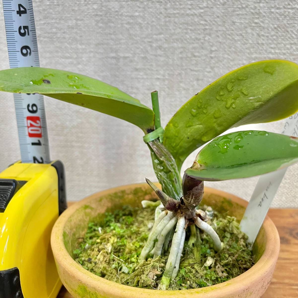 洋蘭原種 C.walkeriana rubra ‘Power’　OG　初出品_画像4