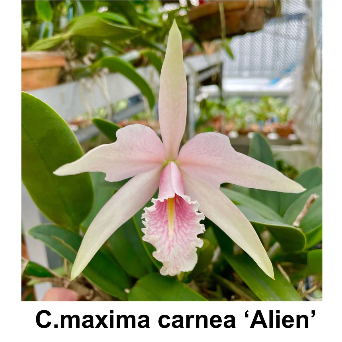 洋蘭原種 C.maxima carnea 'Alien' OG 希少個体 マキシマ カーネア　’エイリアン'　珍しいサーモンピンク色 　大株_画像2