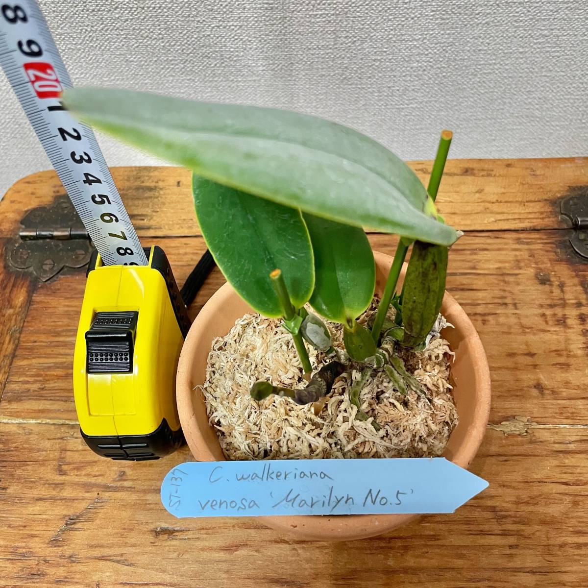 洋蘭原種 C. walkeriana venosa 'Marilyn No.5' OG　蕾付き_画像2