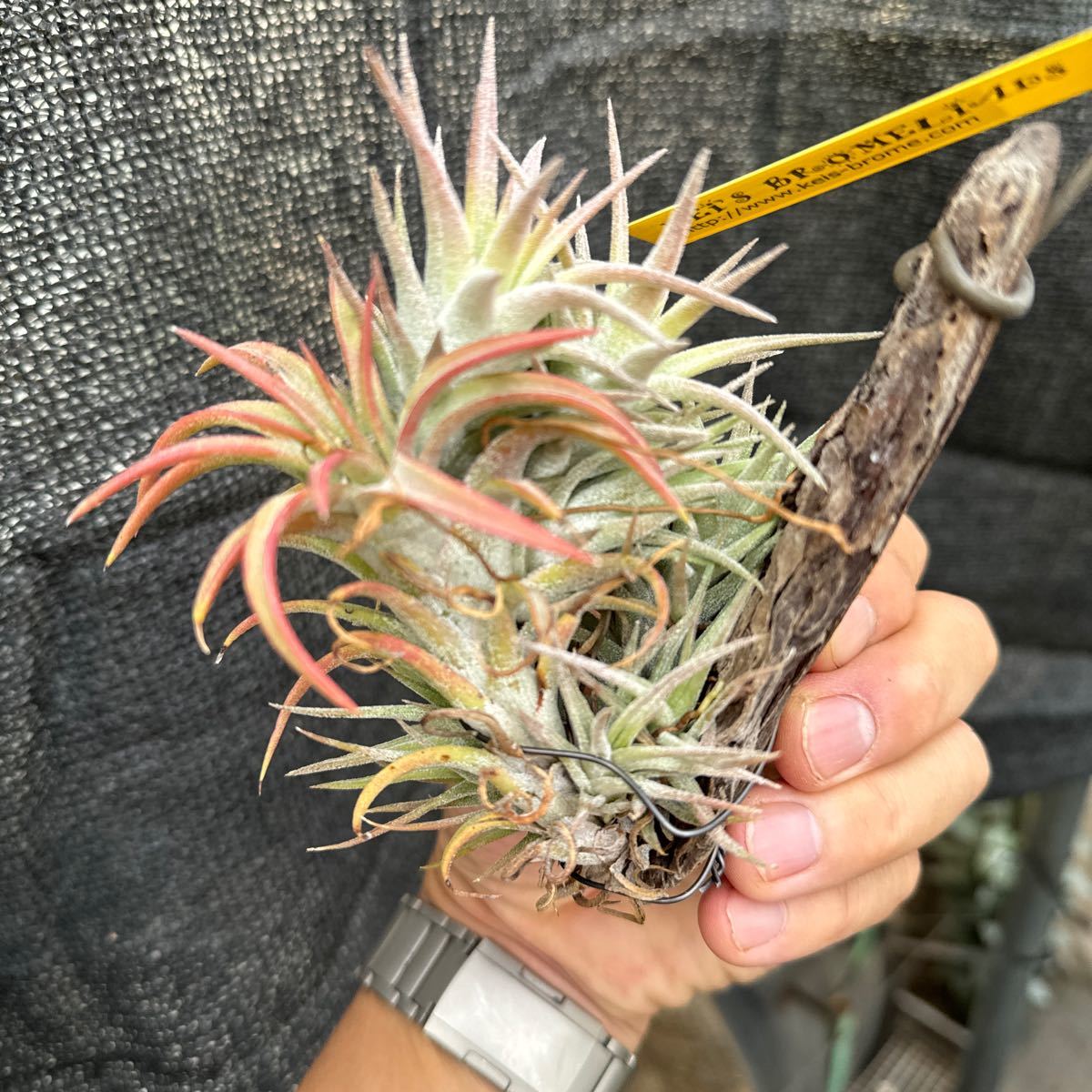 ブロメリア　コレクション　Tillandsia ionantha v.van-hyningii スミデロキャニオン　チャパス　メキシコ_画像7