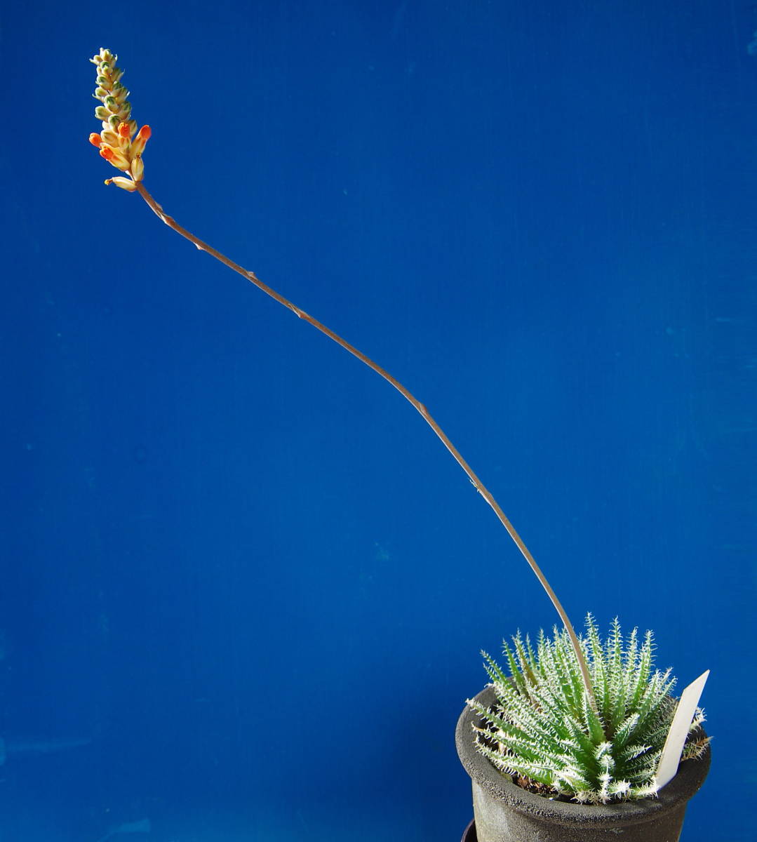 アロエ・ハオルチオイデス　7.5cmスリット鉢植え　1鉢_ハオルチオイデスの花