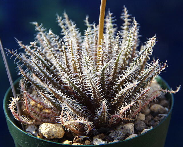 アロエ・ハオルチオイデス　7.5cmスリット鉢植え　1鉢_細長い葉の周囲にヒゲ状の刺を生やす