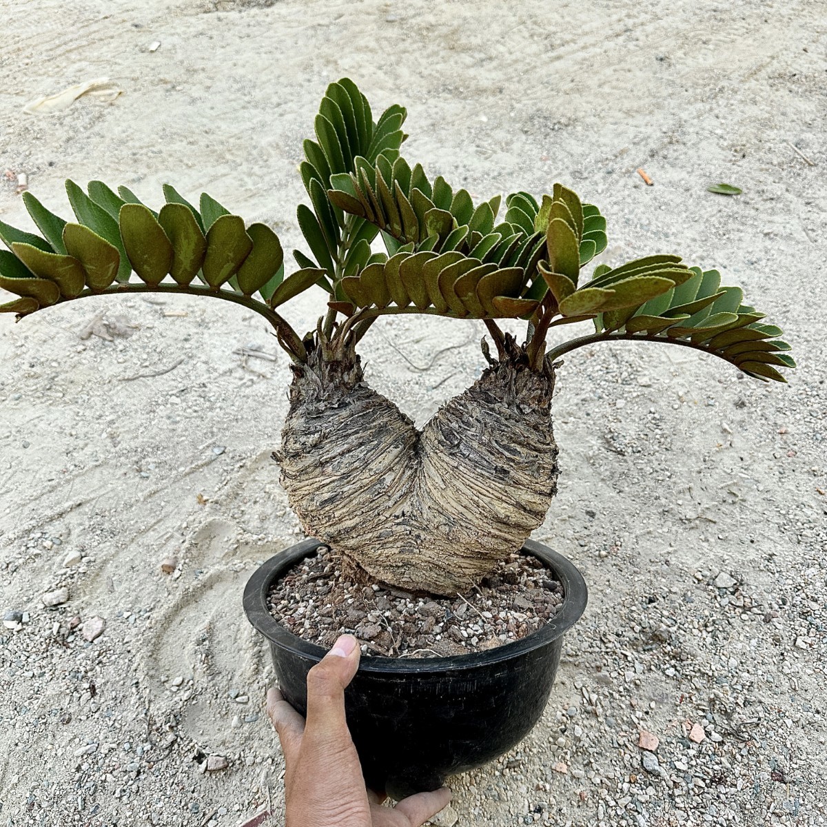 3- 観葉植物 ザミア [メキシコソテツ] 蘇鉄 巨大株美 _画像9