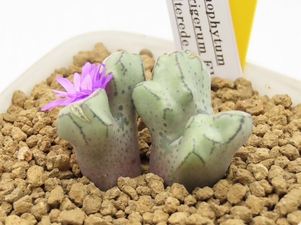 ■[Y196]turringerum EVJ s.n.Welterede Perdeberg　ツリゲルム　ヤマト運輸発送のみ 【多肉植物　Conophytum　コノフィツム】_画像3