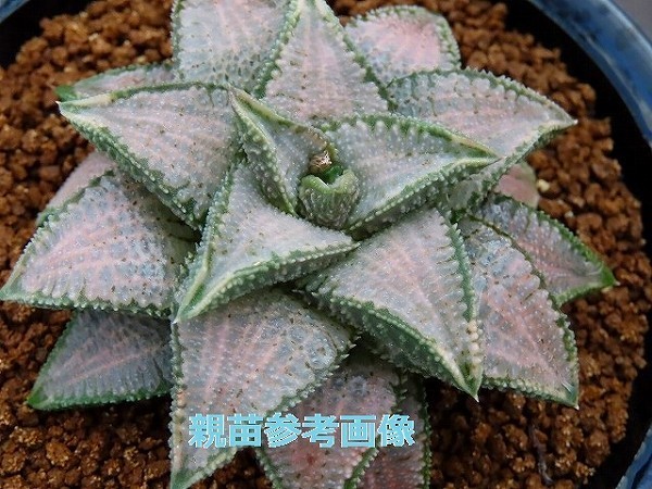 ■[W24]シルバータランチュラ　ヤマト運輸発送のみ 【多肉植物　Haworthia　ハオルチア　ハオルシア】_画像3