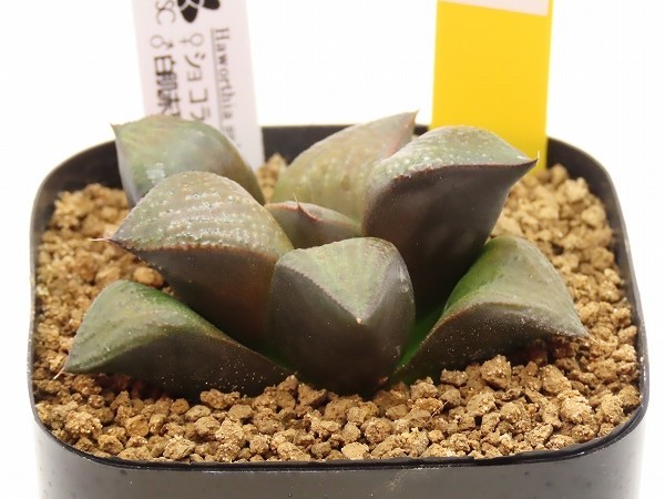 ■[Y60]ショコラスイーツ×白肌赤耳　実生　未繁殖　ヤマト運輸発送のみ 【多肉植物　Haworthia　ハオルチア　ハオルシア】_画像3