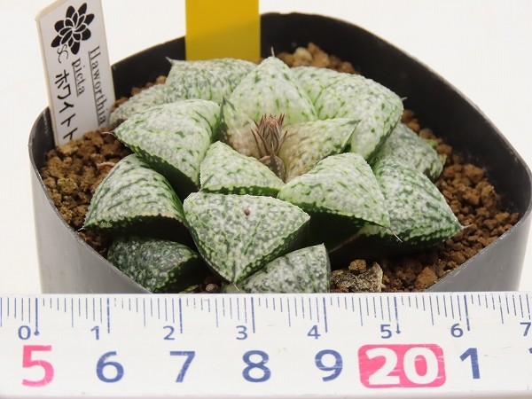 ■[Y31]ホワイトトリュフ　ヤマト運輸発送のみ 【多肉植物　Haworthia　ハオルチア　ハオルシア】_画像2