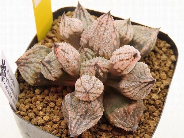 ■[Y6]Michelle mutant　ミシェルミュータント　ヤマト運輸発送のみ 【多肉植物　Haworthia　ハオルチア　ハオルシア】_画像1