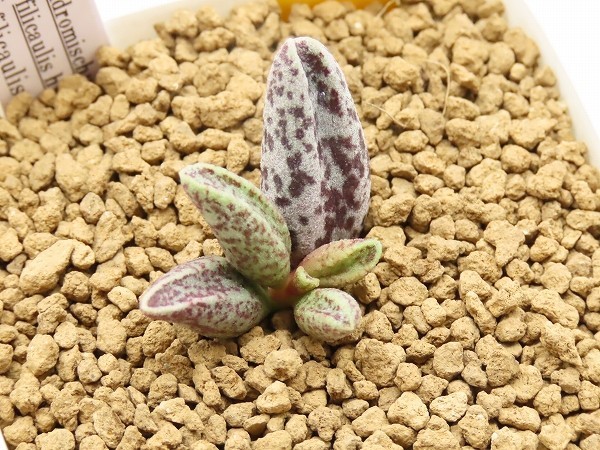 ■[Y193]filicaulis hyb filicaulis×Clanwilliam　ヤマト運輸発送のみ 【多肉植物　Adromischus　アドロミスクス】_画像1