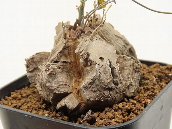 ■[Y190]elephantipes var.montana　亀甲竜モンタナ　実生苗　ヤマト運輸発送のみ 【多肉植物　Dioscorea　ディオスコレア】_画像4