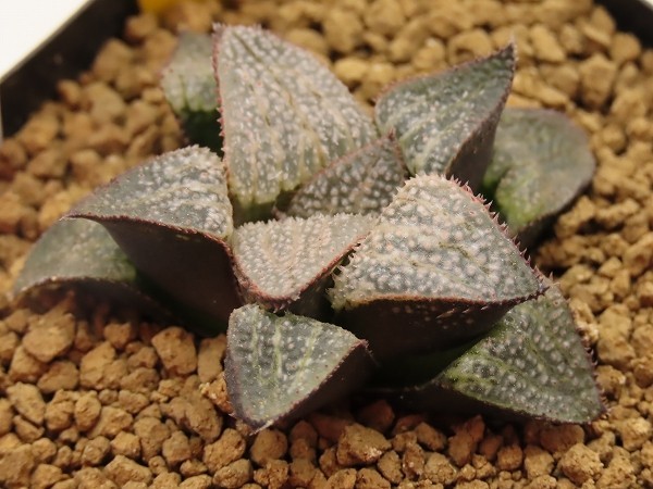 ■[Y043]雪景色×Nice Parent　実生　未繁殖　ヤマト運輸 【多肉植物　Haworthia　ハオルチア　ハオルシア】_画像1