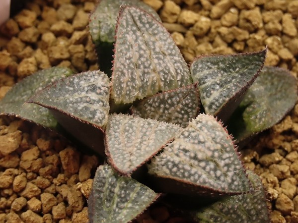 ■[Y043]雪景色×Nice Parent　実生　未繁殖　ヤマト運輸 【多肉植物　Haworthia　ハオルチア　ハオルシア】_画像2