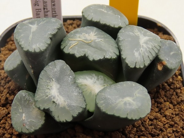 ■[Y087]ビックバン　ヤマト運輸 【多肉植物　Haworthia　ハオルチア　ハオルシア】_画像1