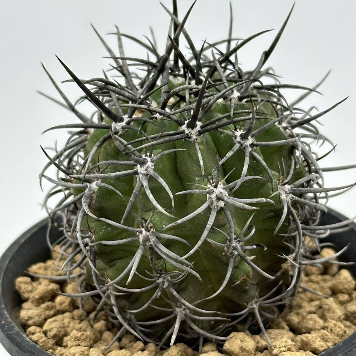 ◆ネオポルテリア　暗黒王　エリオシケ◆サボテン・多肉植物　◆CACTI7◆1686_画像4