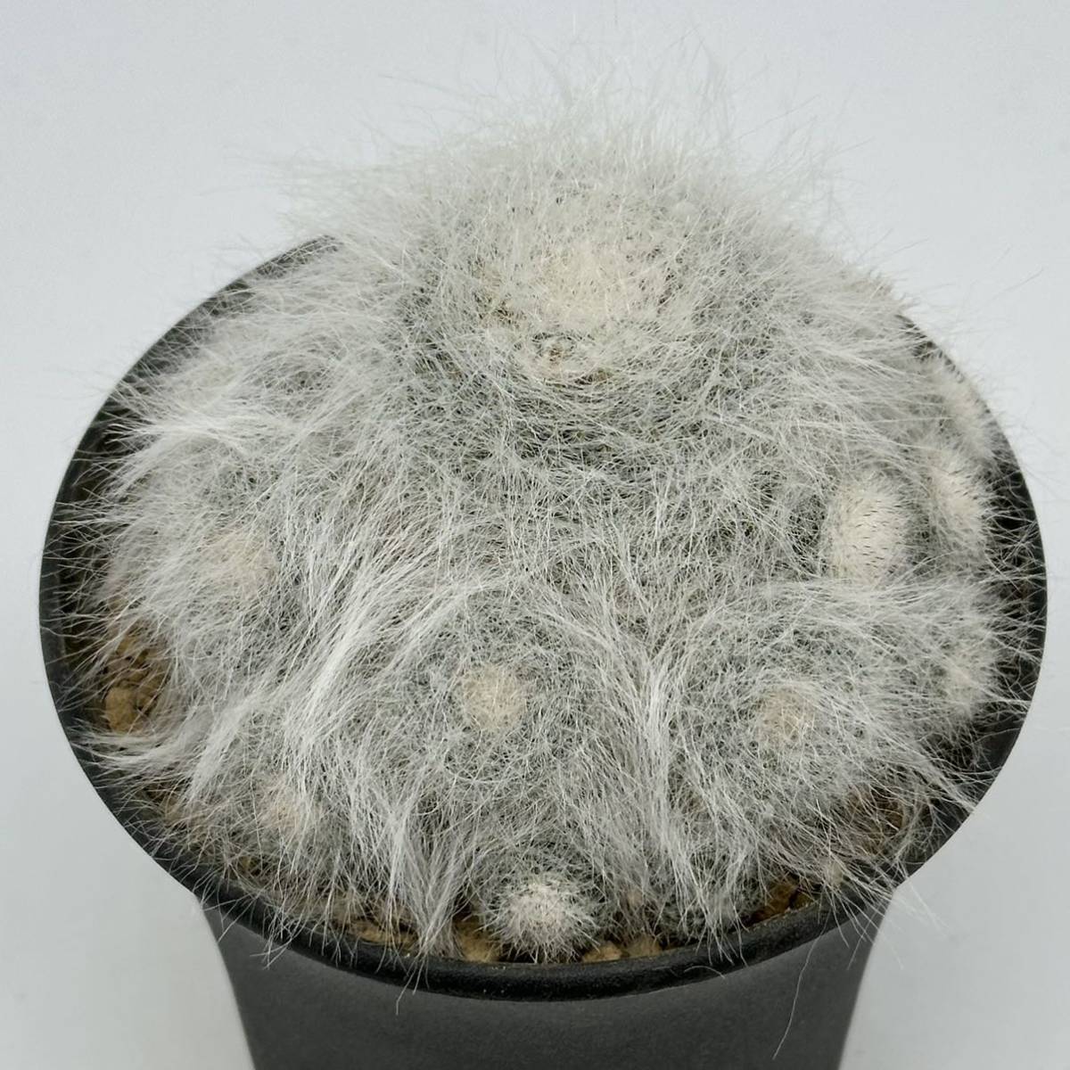 ◆マミラリア　玉翁殿◆サボテン・多肉植物　◆CACTI7◆524_画像2