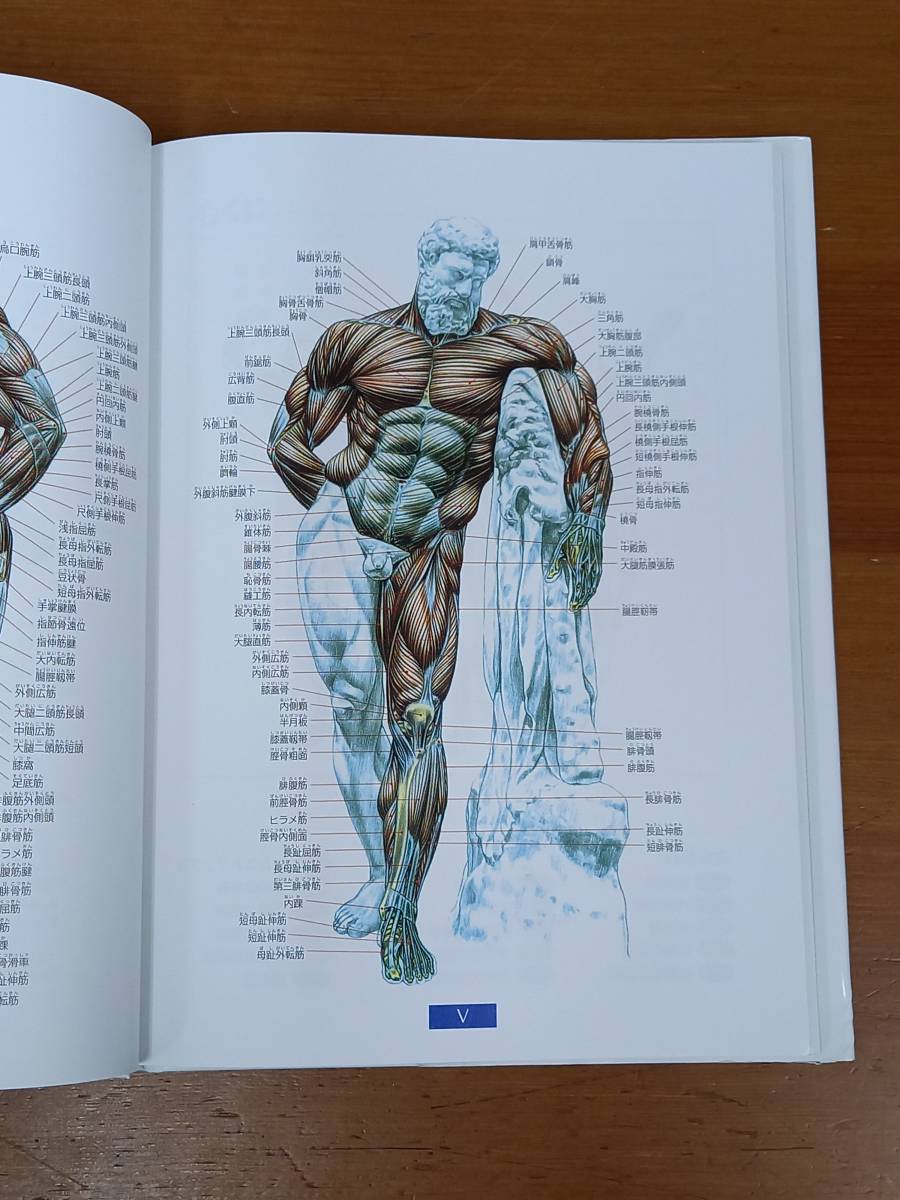 目でみる筋力トレーニングの解剖学 ひと目でわかる強化部位と筋名　フレデリック ドラヴィエ　D523_画像5