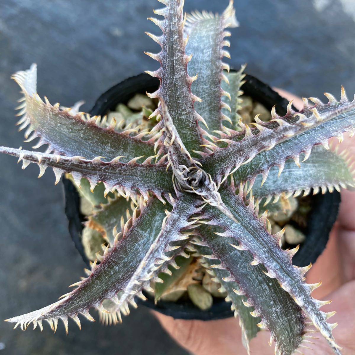 Dyckia Squid × Billbaker ディッキア スクイド×ビルベイカー_画像4