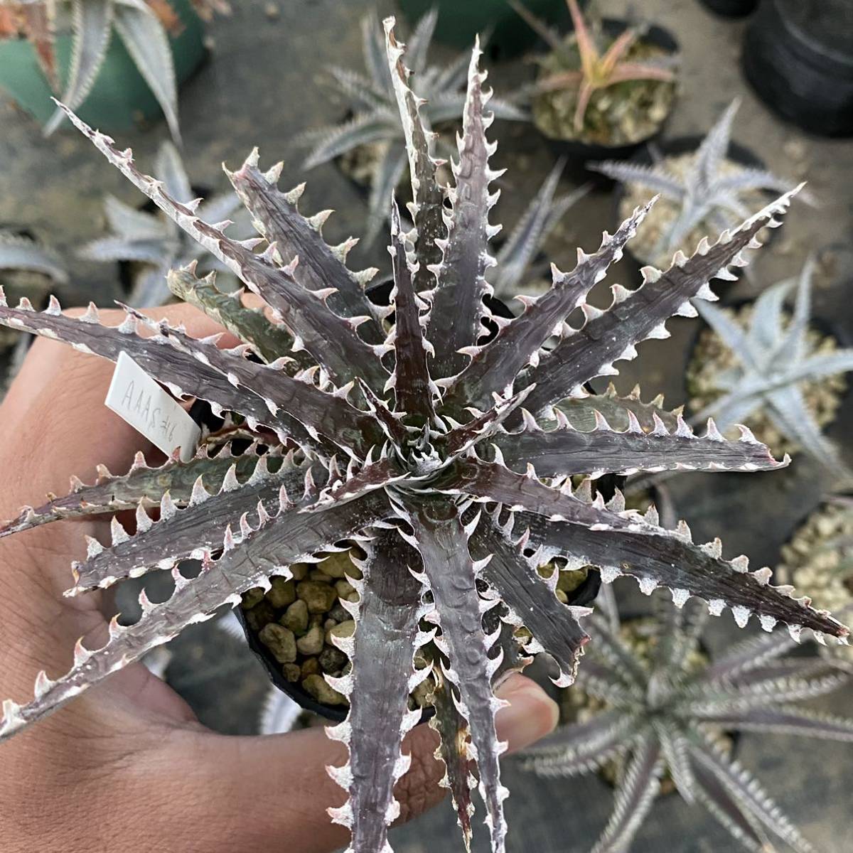 Dyckia tracking code AAA × Stone ディッキア AAA × ストーン_画像3