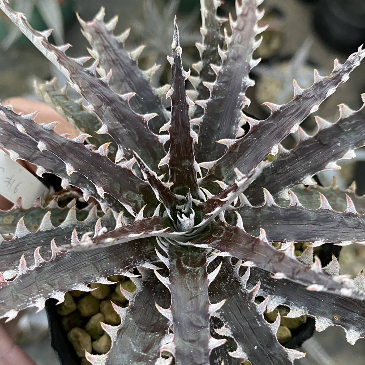 Dyckia tracking code AAA × Stone ディッキア AAA × ストーン_画像2