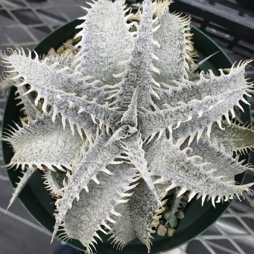 Dyckia marnier-lapostollei var. estevesii ディッキア マルニエルラポストレイ エステべシー_画像1