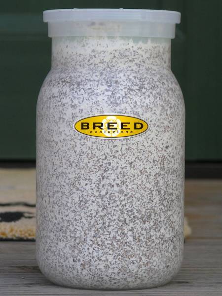海外最新 高品質・高性能　BREED菌糸ビン　1100ml　60本セット　特価（ブリード　菌糸瓶　菌床）希望本数可能 マット、床材
