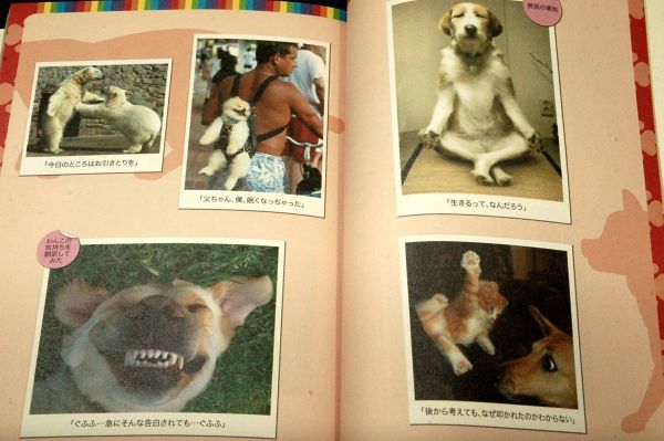 絶版■アスペクト編【わんニャンとは。】犬猫ほか、面白画像集■2012年初版+帯■世界中のおバカさんが大集合。頭の凝りが一気にほぐれる_画像5