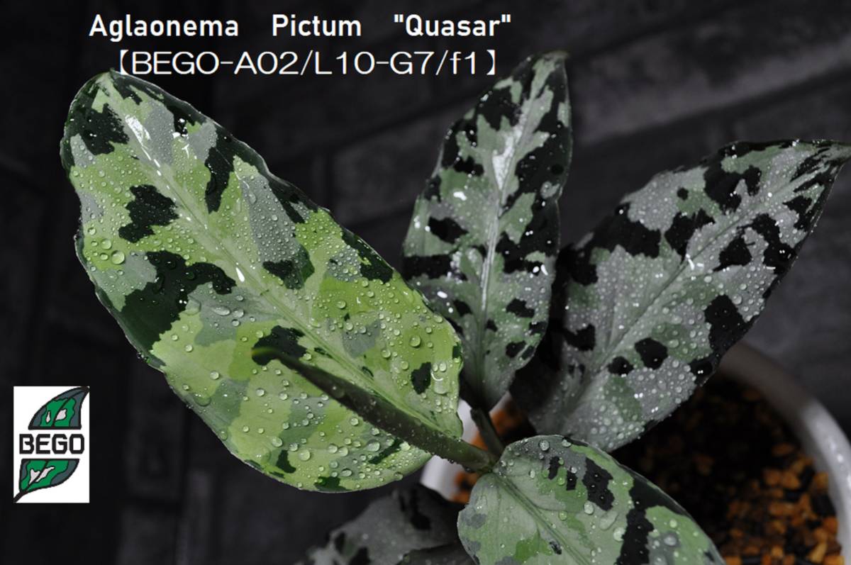 ★BEGO-SELECT★アグラオネマ　オリジナル交配株　"Quasar"★Aglaonema　Pictum　"Quasar"【BEGO-A02/L10-G7/f1】★_画像1