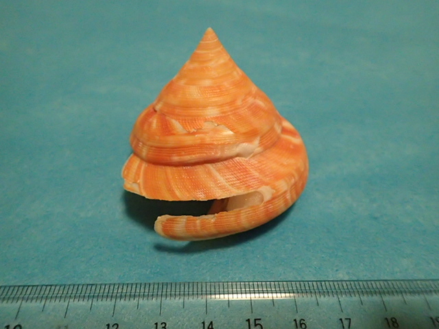 貝の標本・貝殻：ナンバンオキナエビス 濃色（オキナエビスガイ類）_画像3